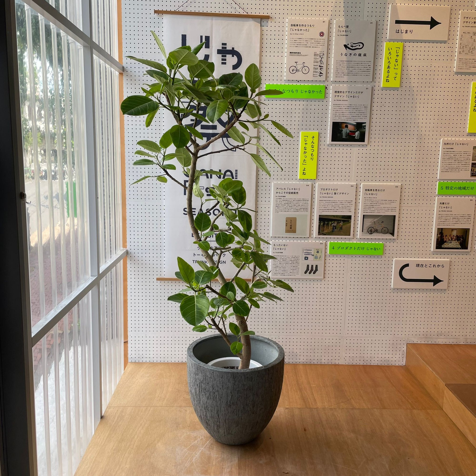 Ficus Altissima フィカス アルテシマ