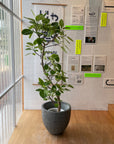 Ficus Altissima フィカス アルテシマ