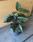 Calathea ‘Ornata’ カラテア オルナータ サンデリアーナ