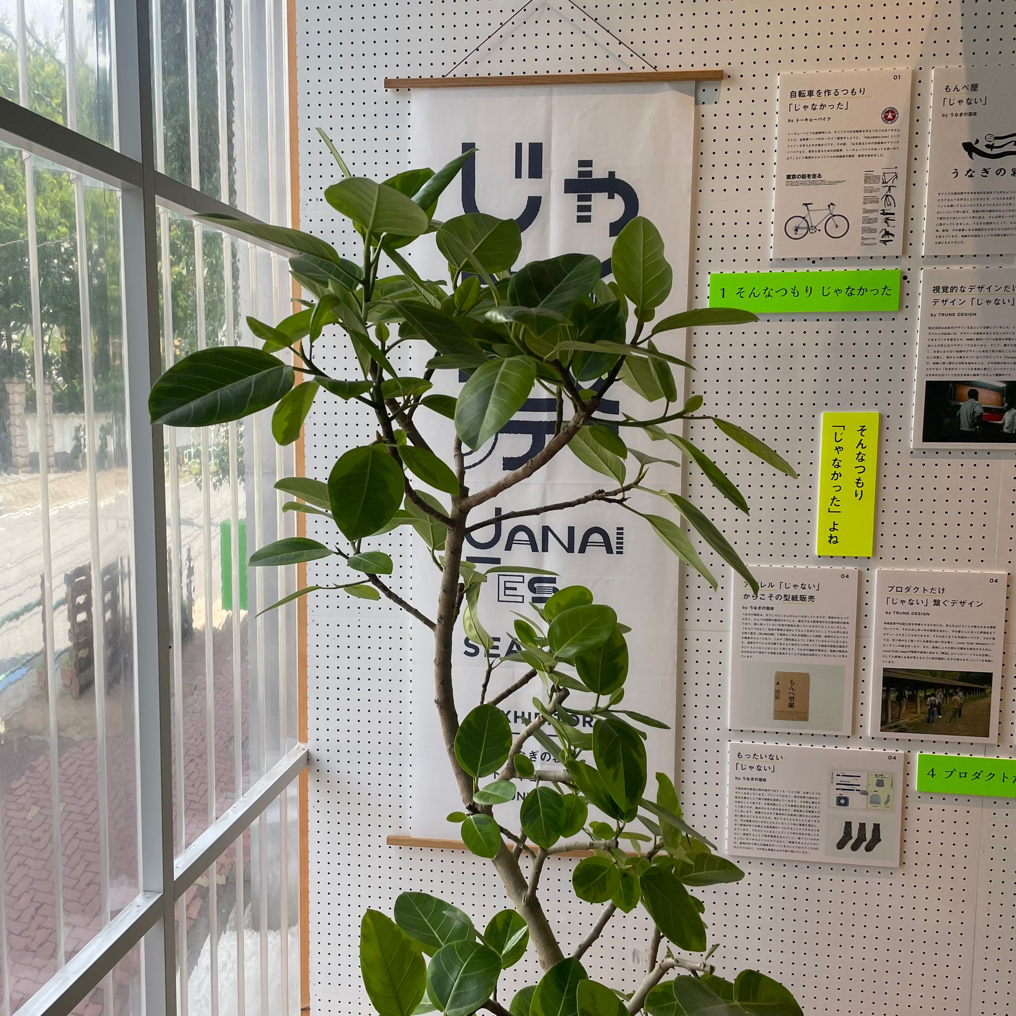 ★人気★Ficus altissima フィカス アルテシマ I インドアプランツ I プラントソサエティ