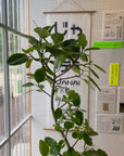 Ficus Altissima フィカス アルテシマ