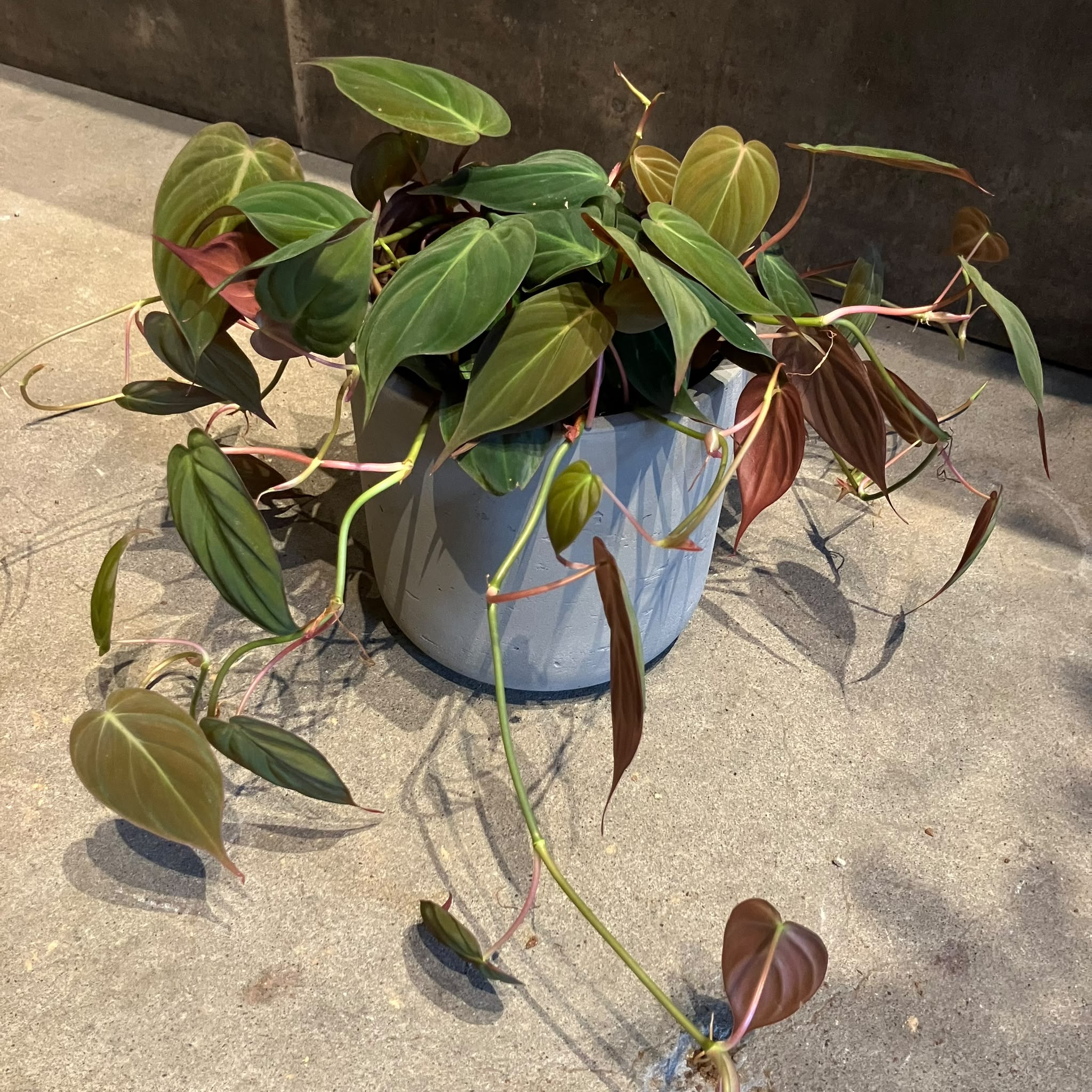 Plants プランツ I 植物インドアプランツ一覧 I プラントソサエティ