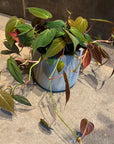 Philodendron 'Melanochrysum' フィロデンドロン ビロードカズラ Size 5