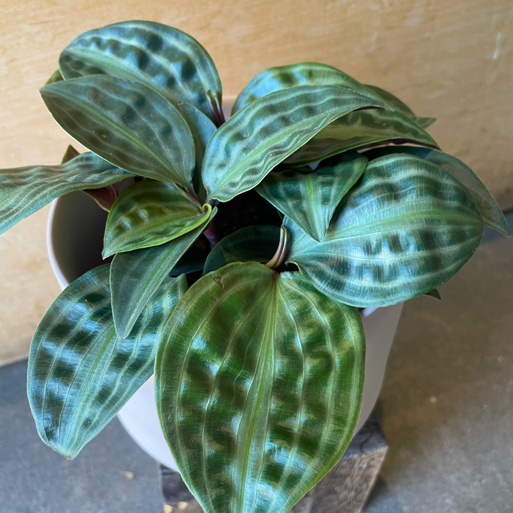 Plants プランツ I 植物インドアプランツ一覧 I プラントソサエティ