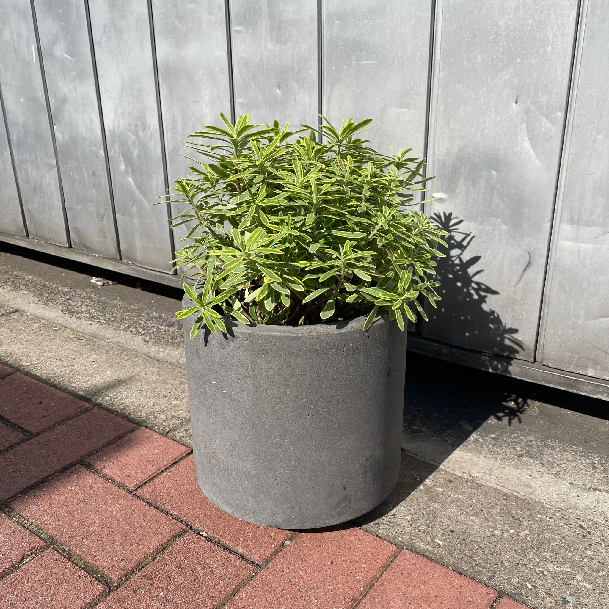 【fiorina＊様】専用 イタリアンポア、他 ゴールデンレインボー I インドアプランツ I プラントソサエティ