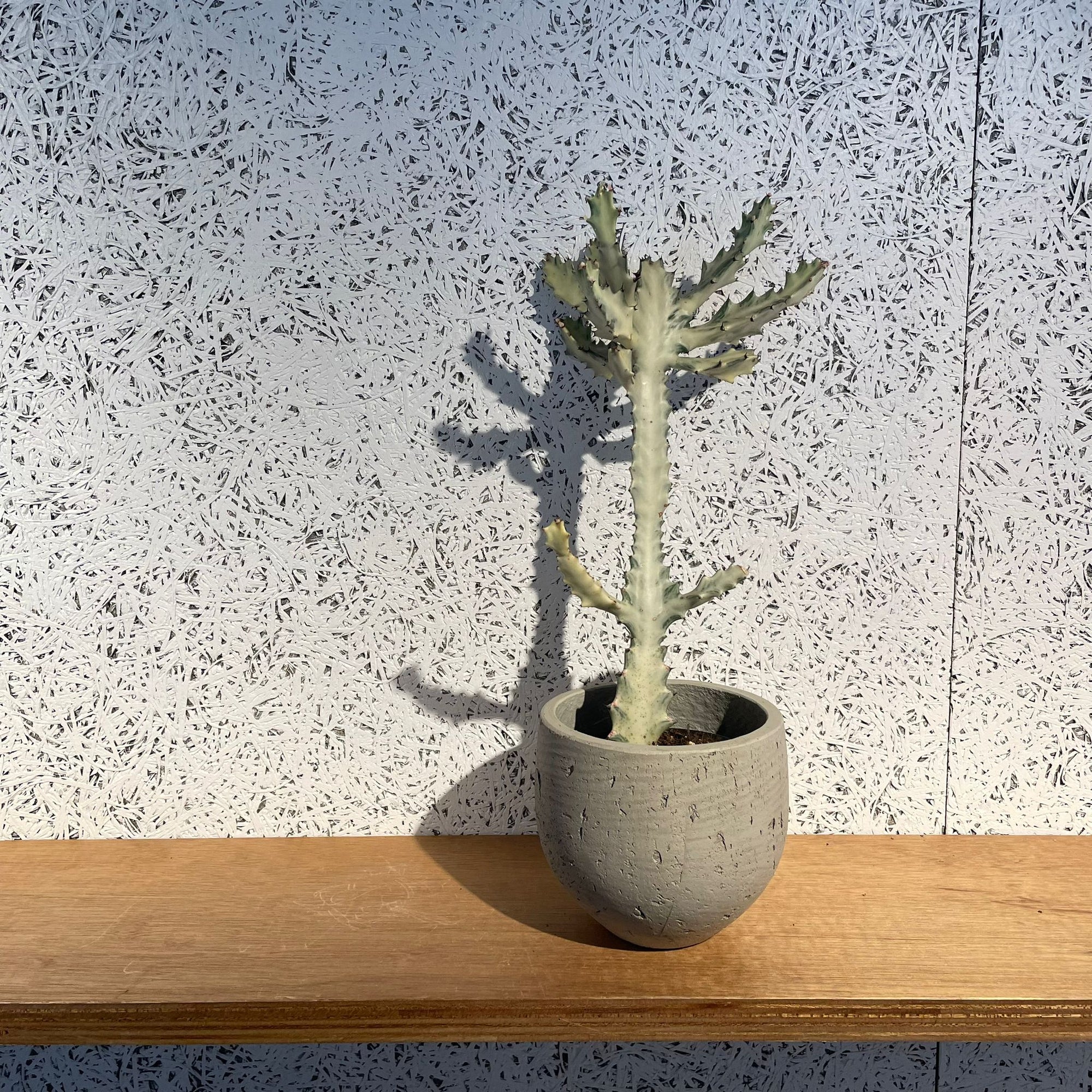 Round Planter ラウンドプランター
