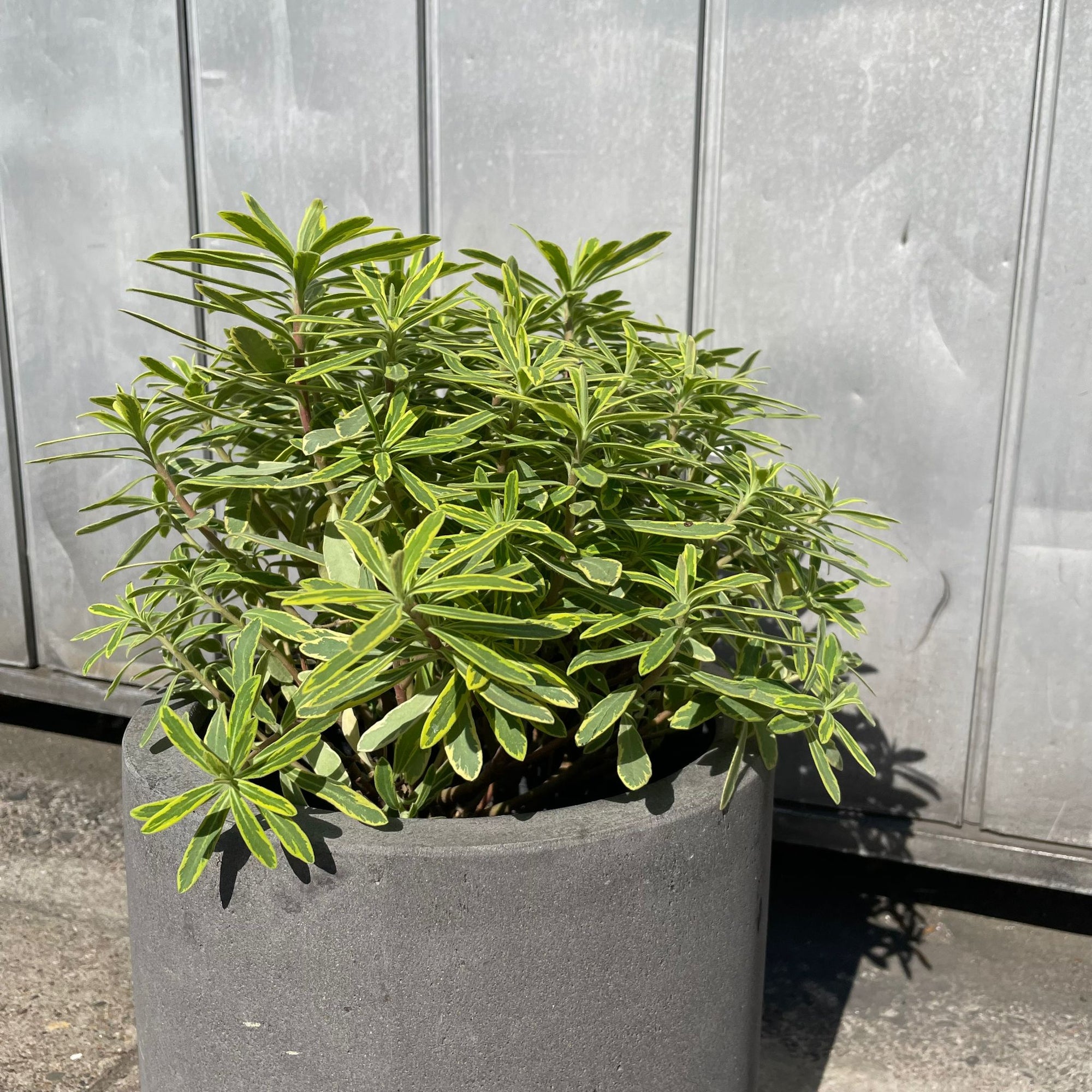 Euphorbia martinii Golden Rainbow ユーフォルビア ゴールデンレインボー