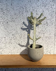 Round Planter ラウンドプランター