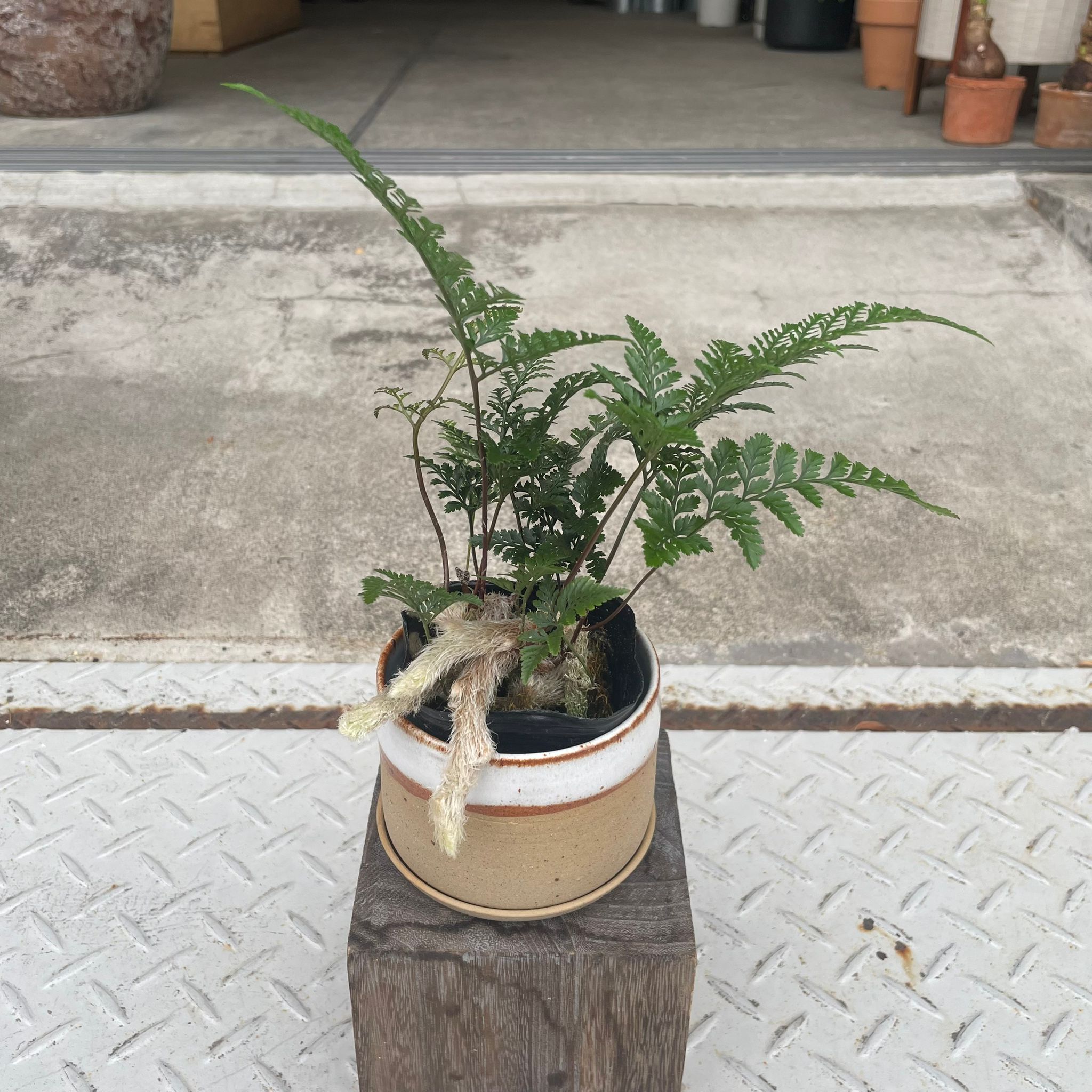Plants プランツ I 植物インドアプランツ一覧 I プラント