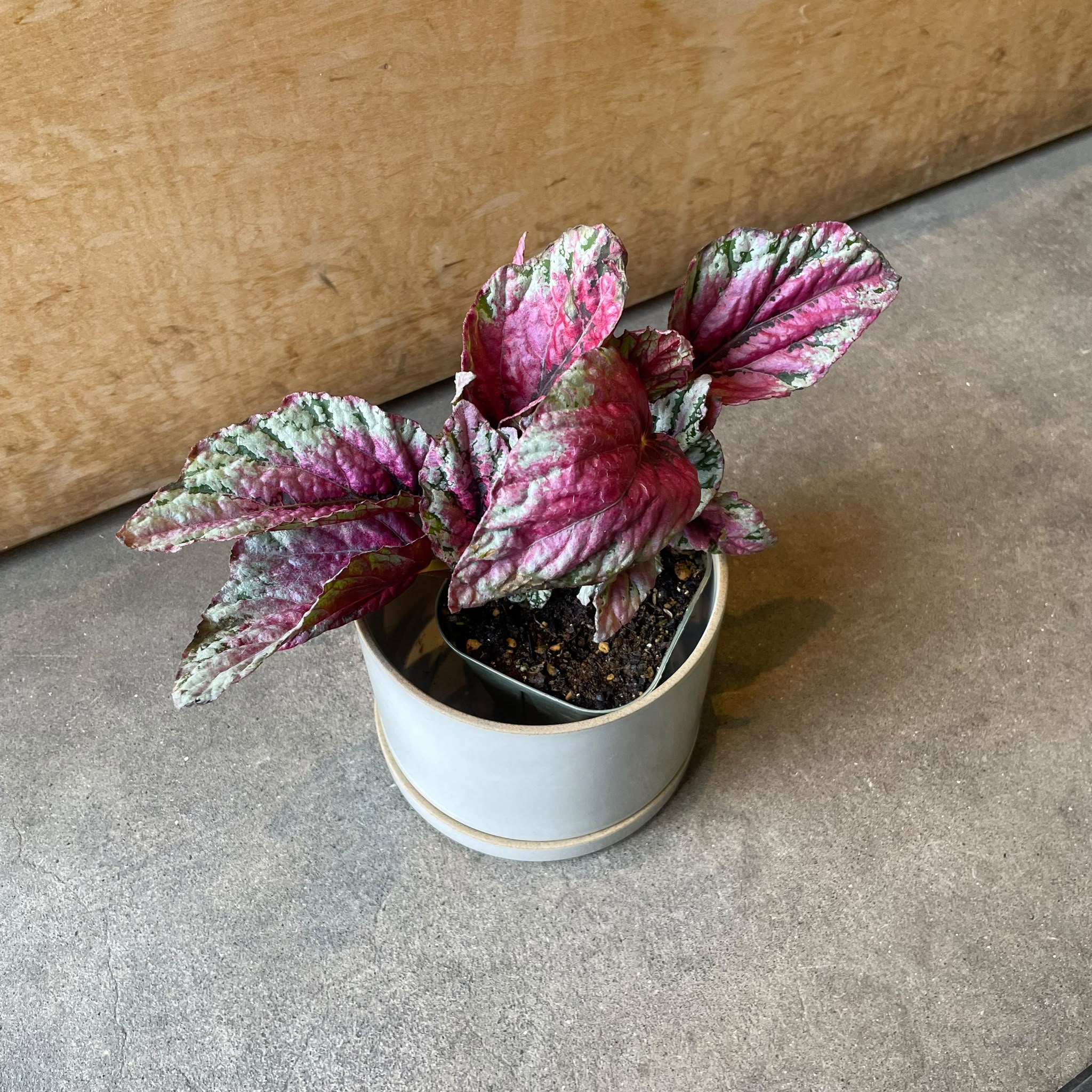 その他観葉植物 j Plants プランツ I 植物インドアプランツ一覧 I プラントソサエティ
