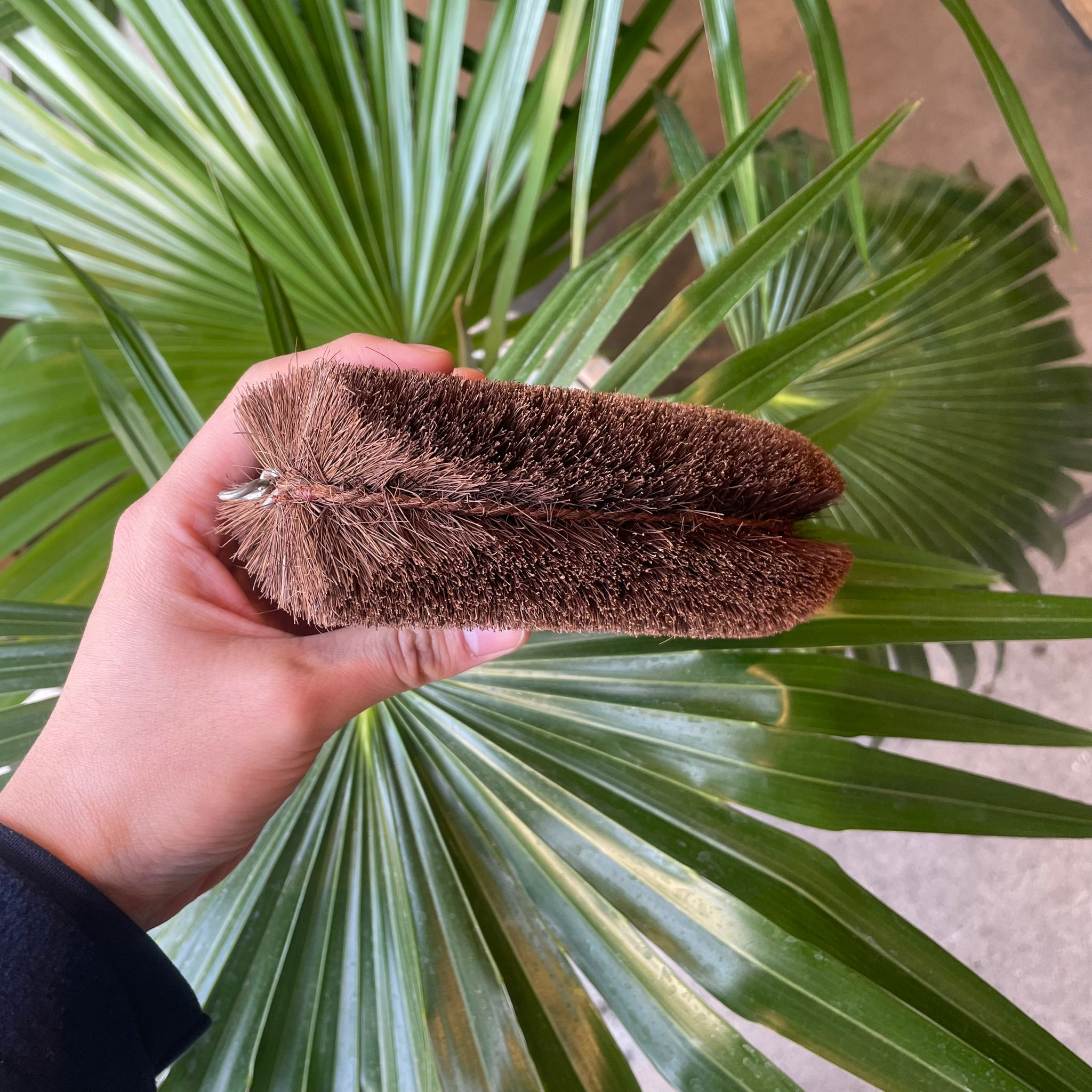 たわし Japanese Palm Brush Xtra Large 特大シュロたわし – THE PLANT