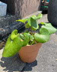 Tractor seat plant ツワブキ
