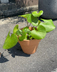 Tractor seat plant ツワブキ