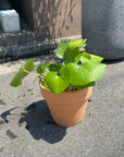 Tractor seat plant ツワブキ