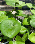Tractor seat plant ツワブキ