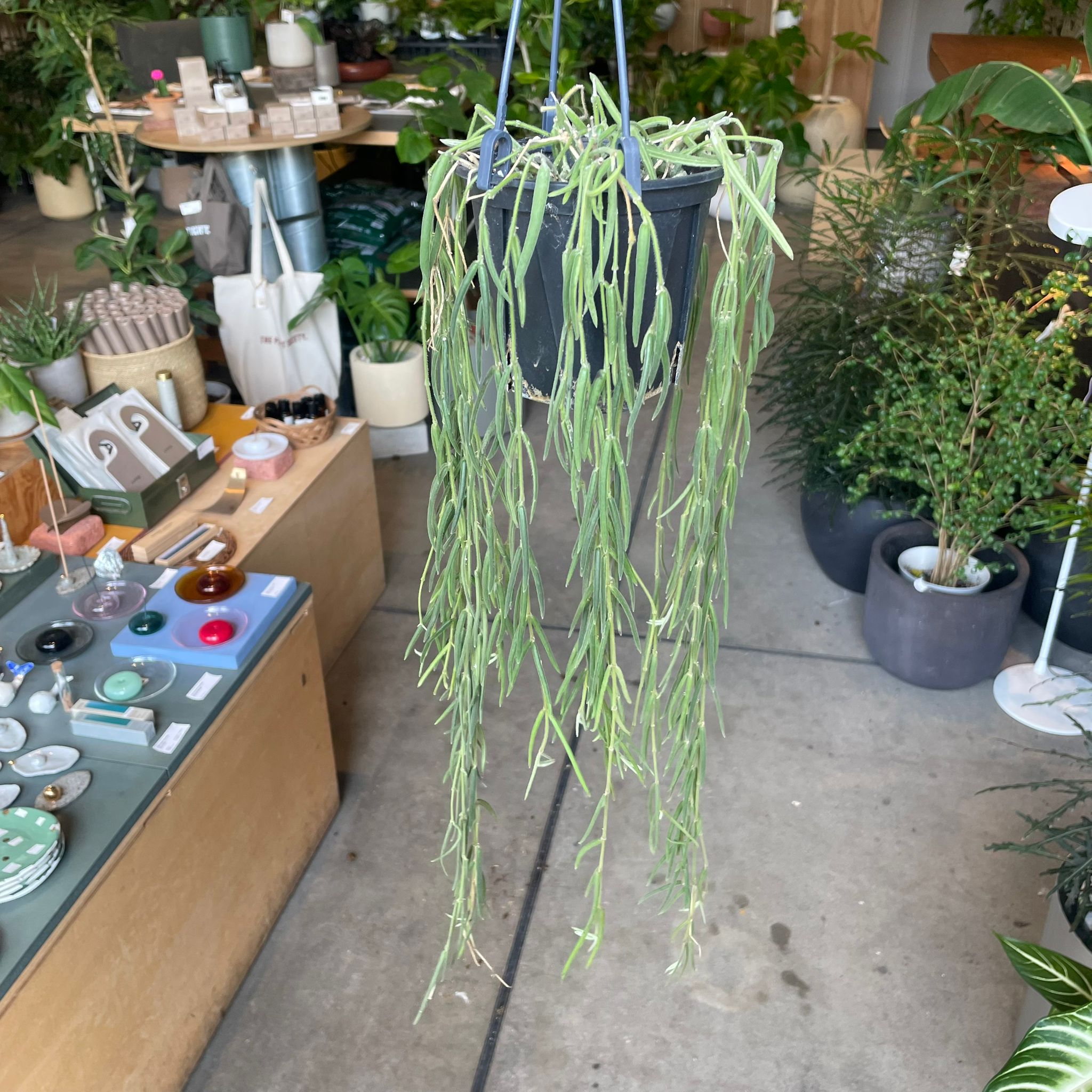 Plants プランツ I 植物インドアプランツ一覧 I プラントソサエティ