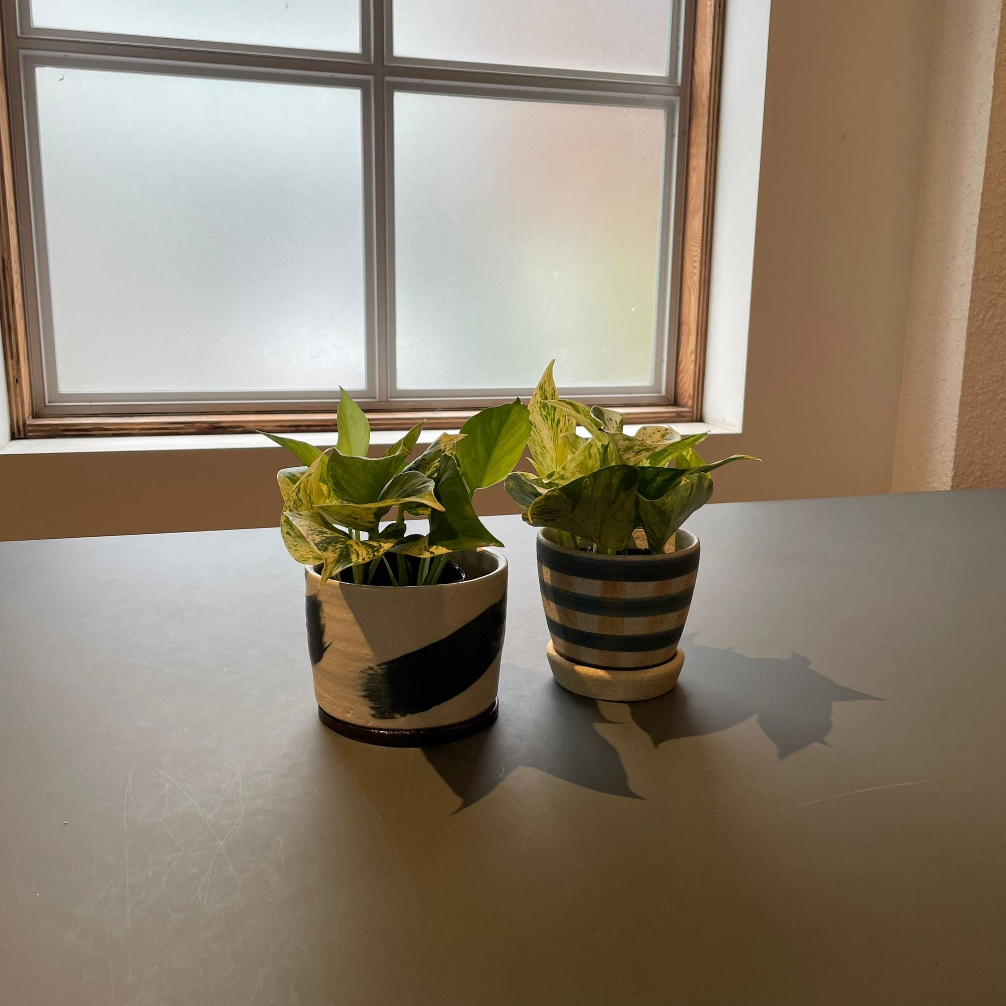 Marble Queen Pothos マーブルクイーンポトス
