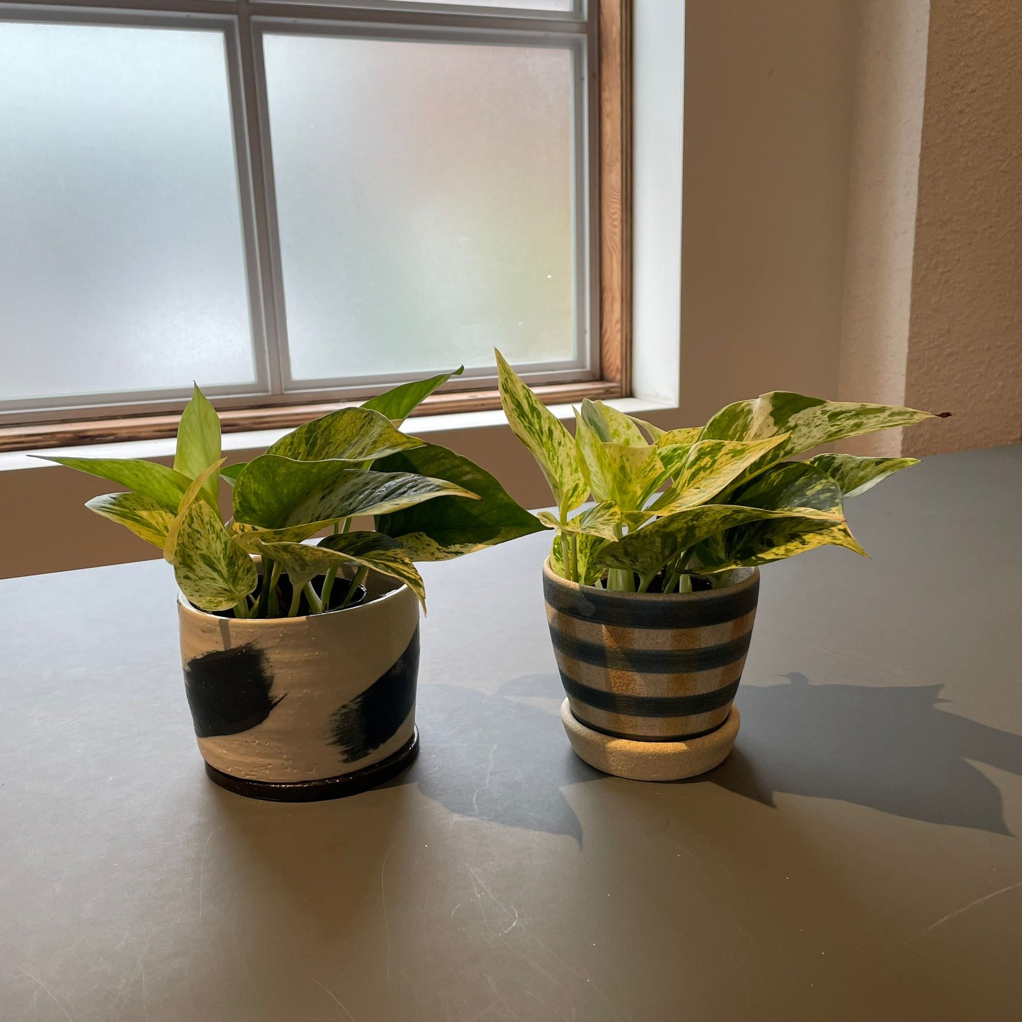 Marble Queen Pothos マーブルクイーンポトス