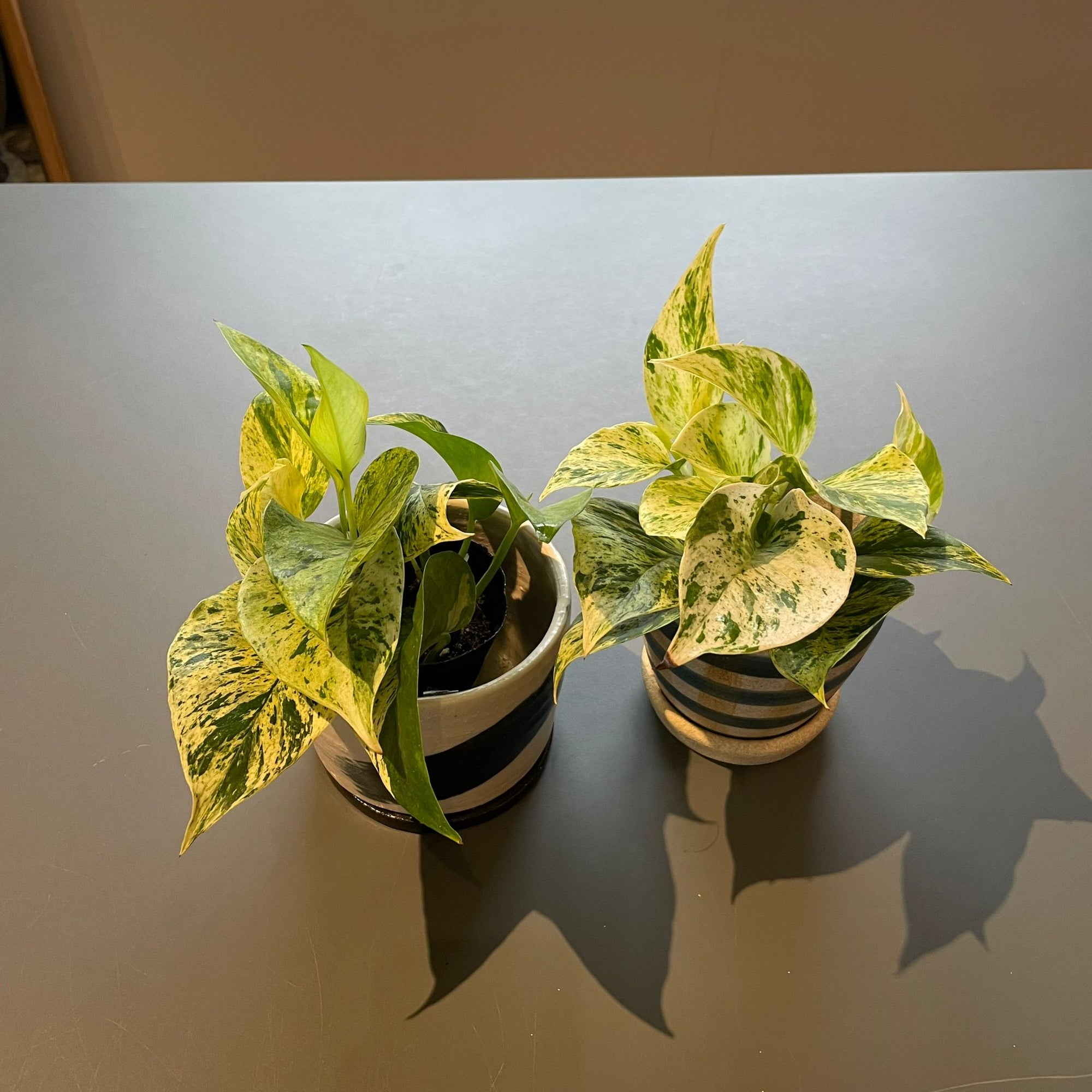 Marble Queen Pothos マーブルクイーンポトス