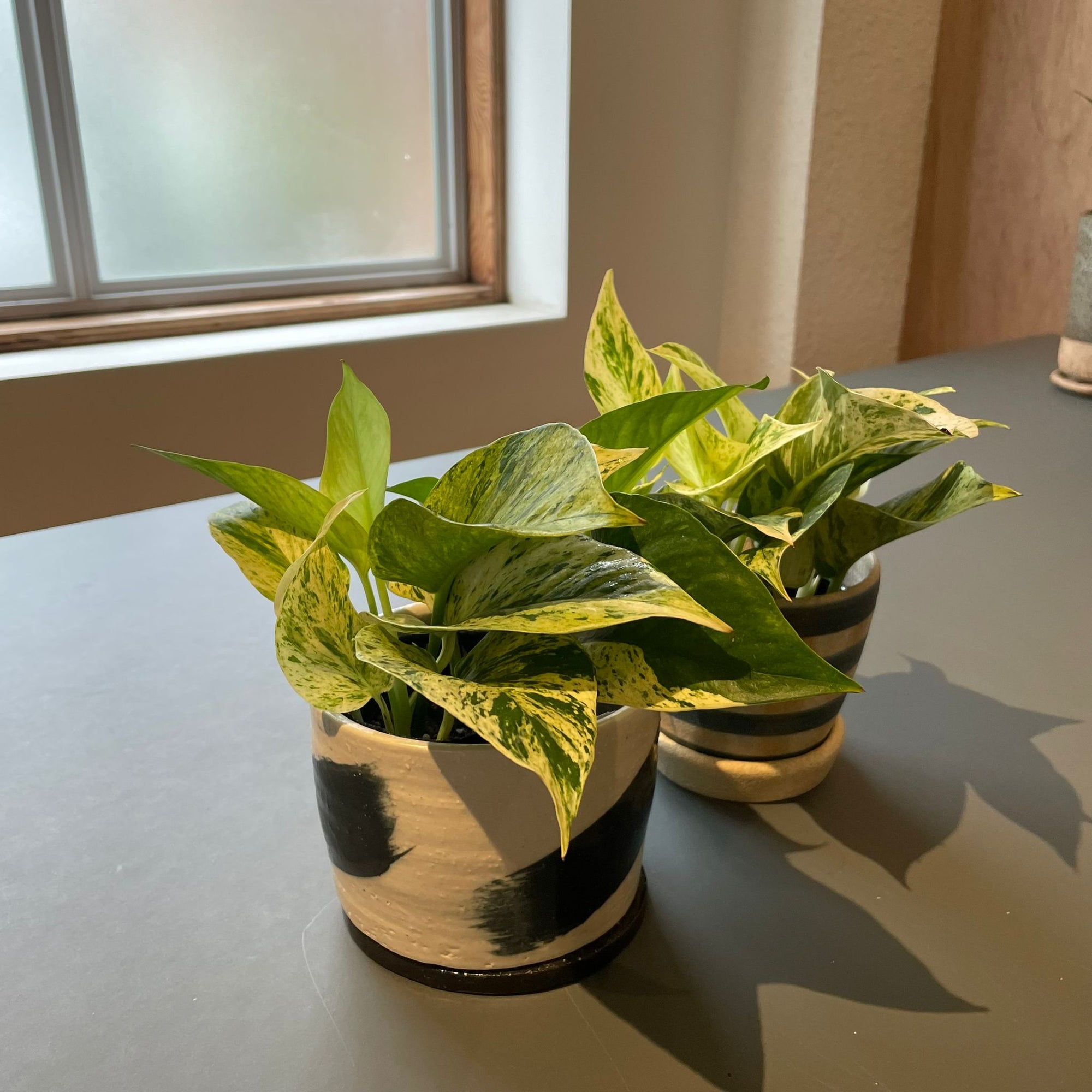 Marble Queen Pothos マーブルクイーンポトス