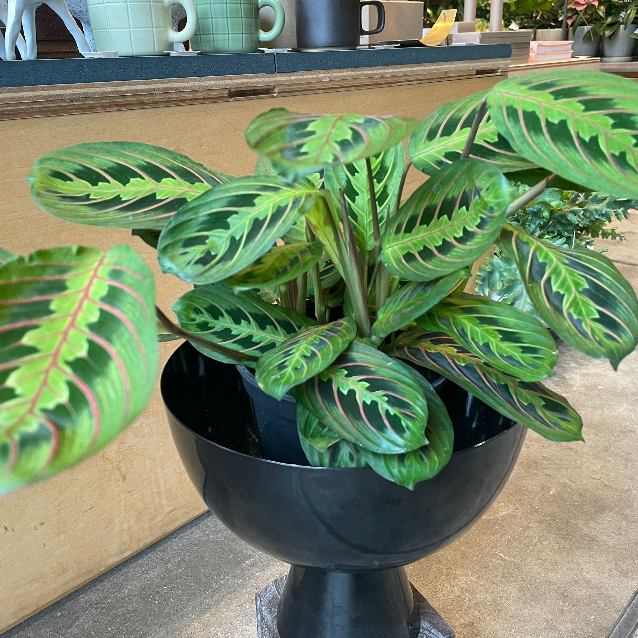 マランタ・レウコネウラ I インドアプランツ I プラントソサエティ