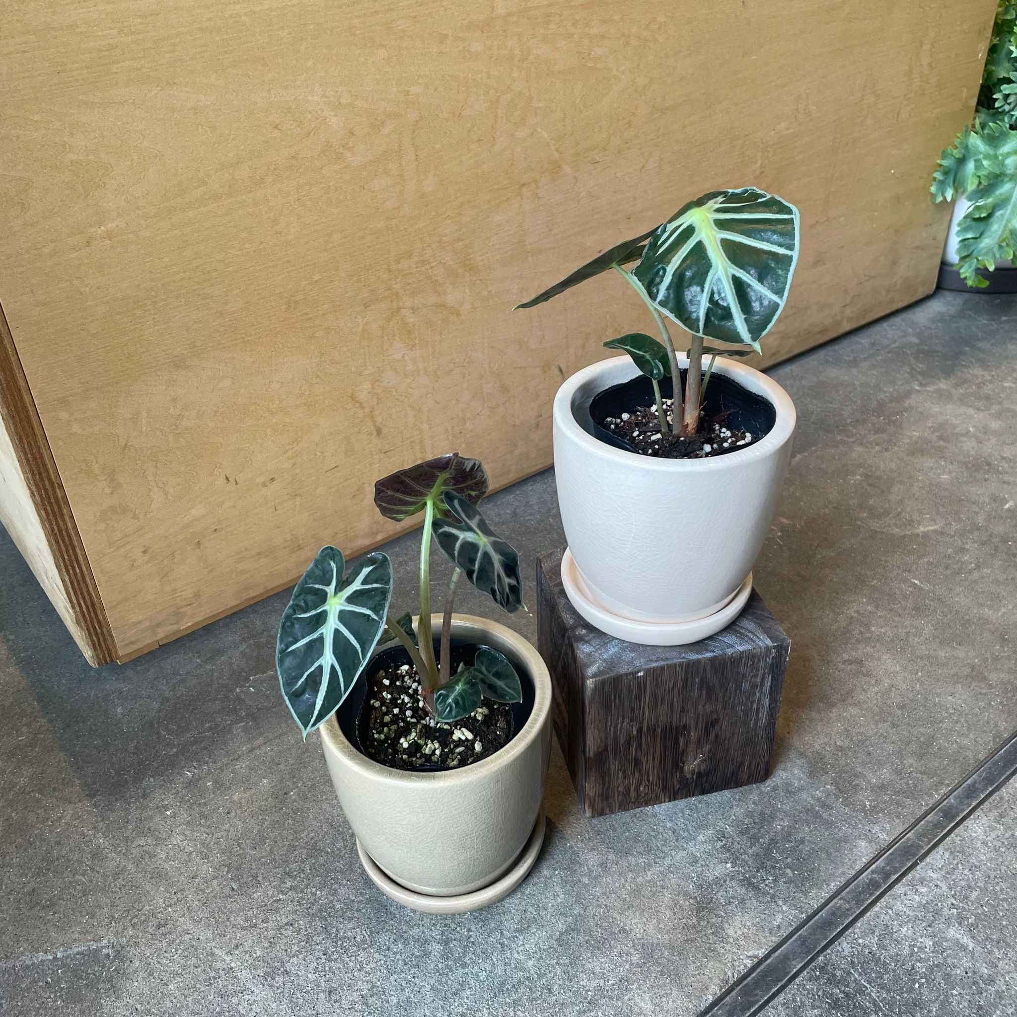 アロカシア・ベイビー I インドアプランツ I プラントソサエティ