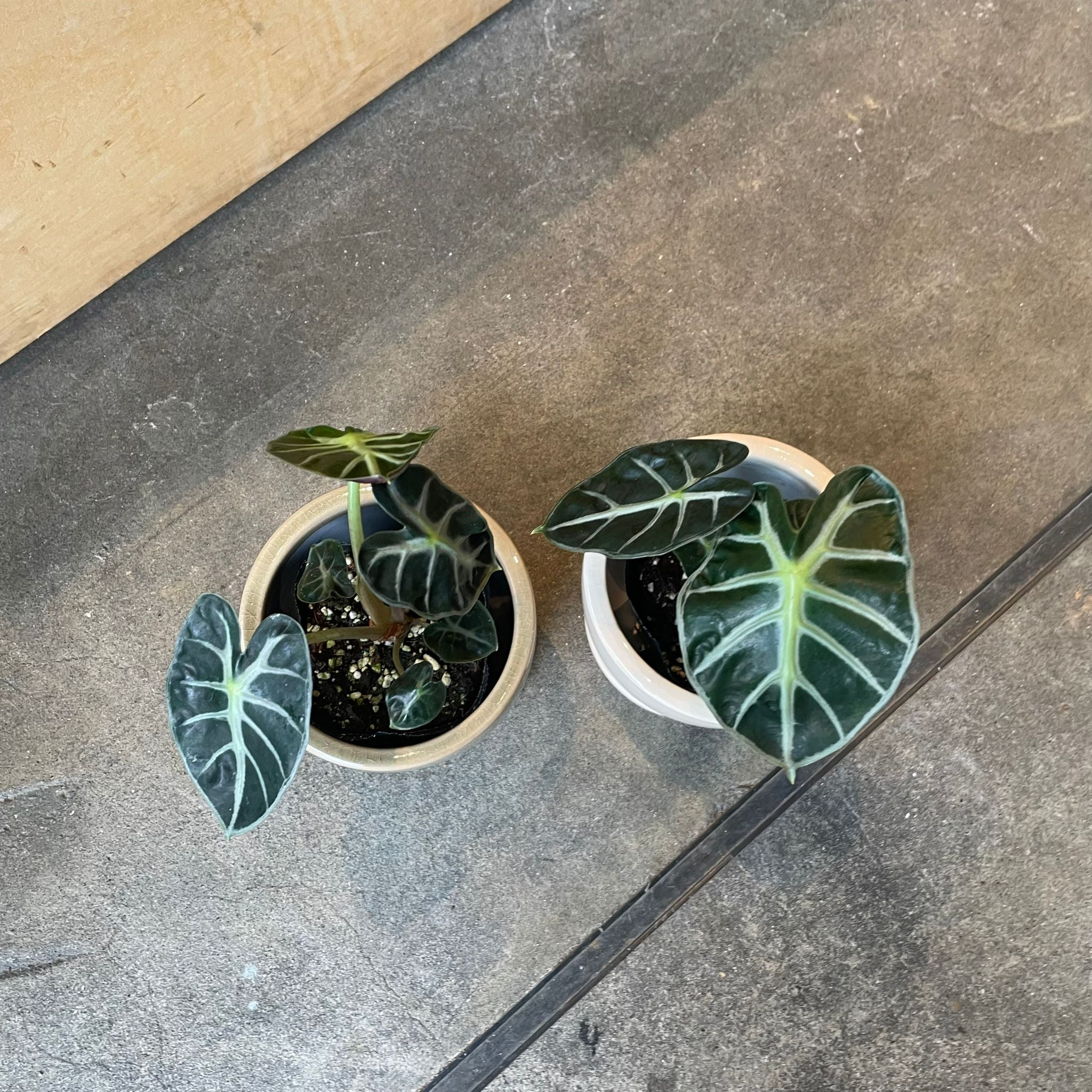 アロカシア 日本初上陸!Alocasia bambino Aurea var 4 アロカシア 日本初上陸!Alocasia bambino Aurea var 4