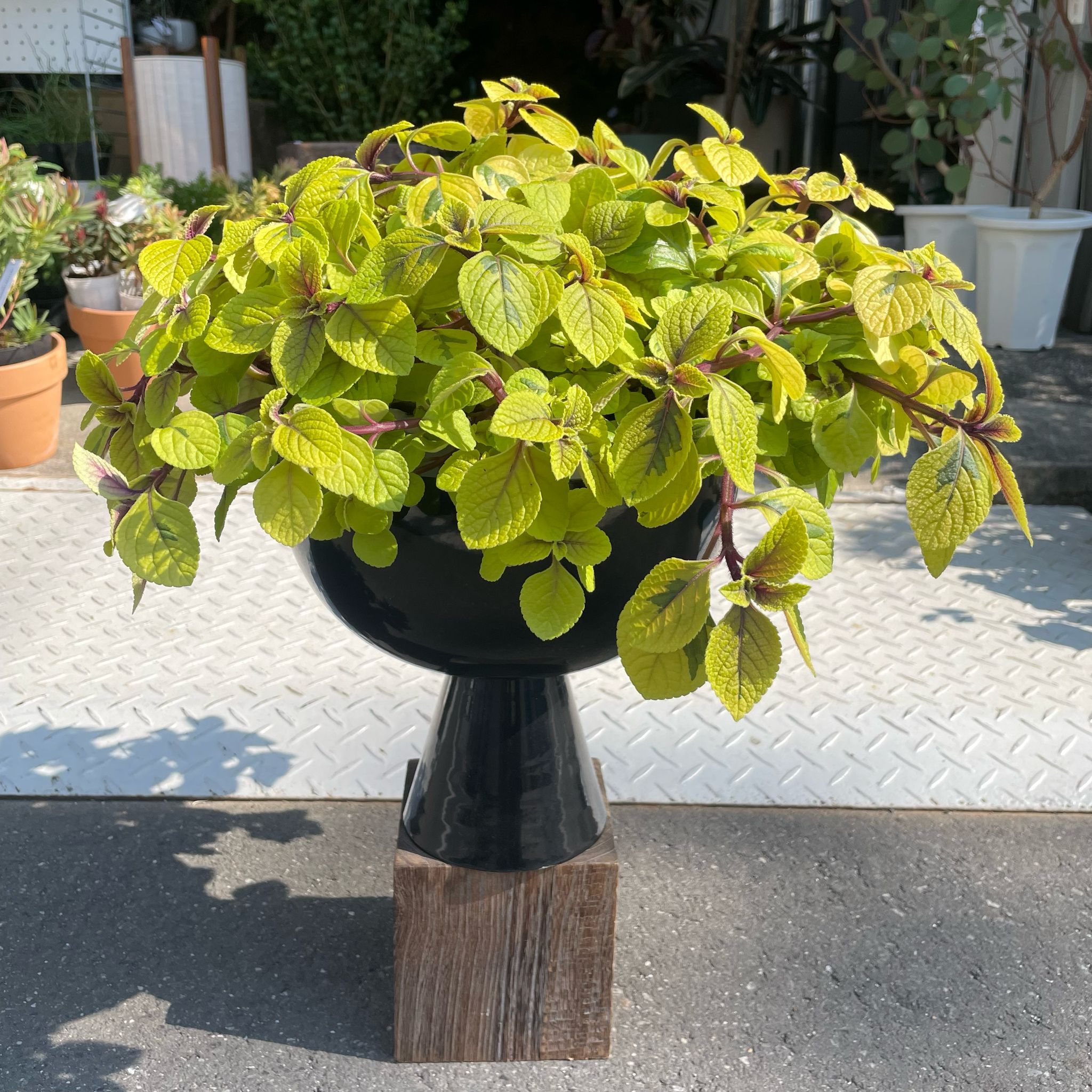 プレクトランサス サシャ I インドアプランツ I プラントソサエティ