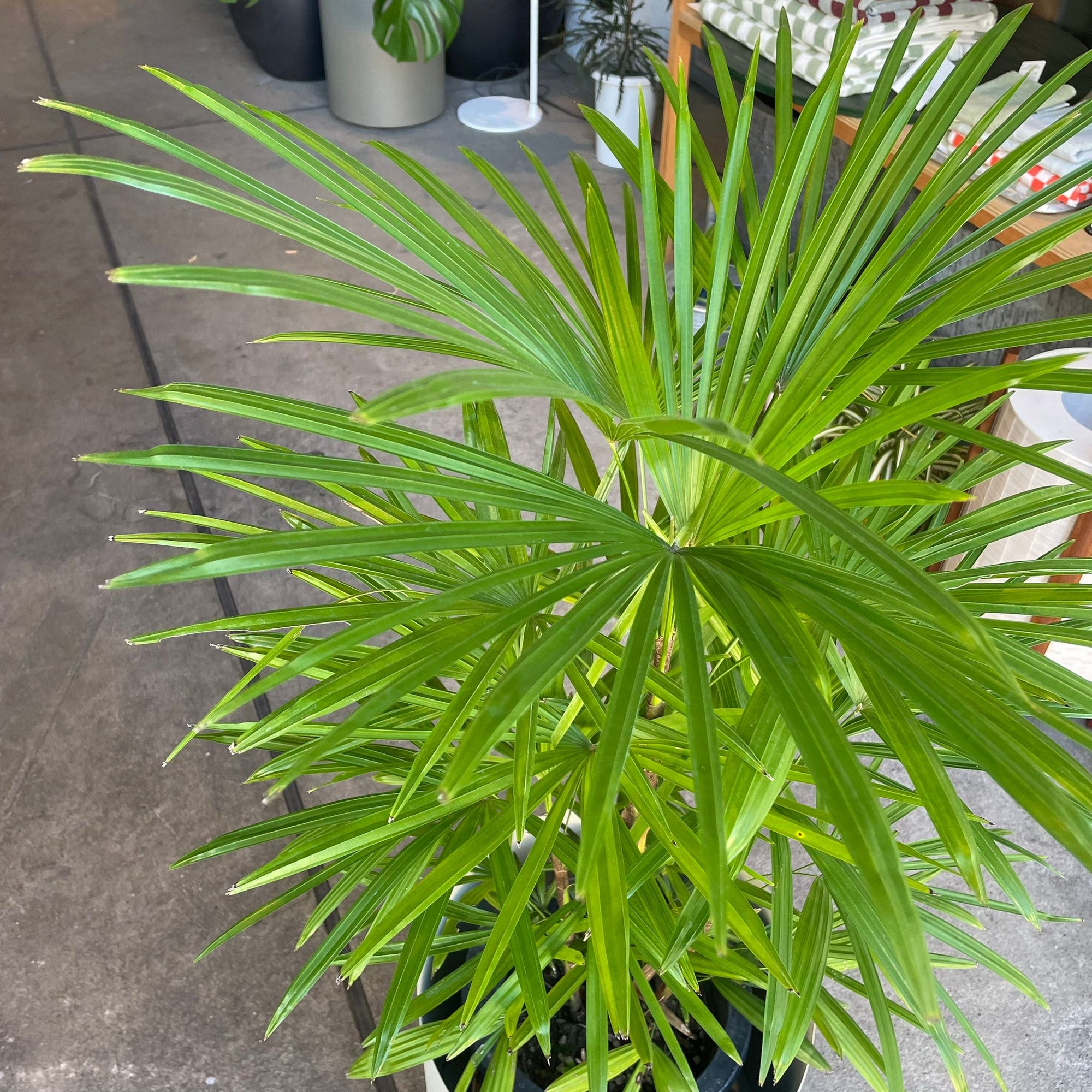 Lady Palm シュロ竹