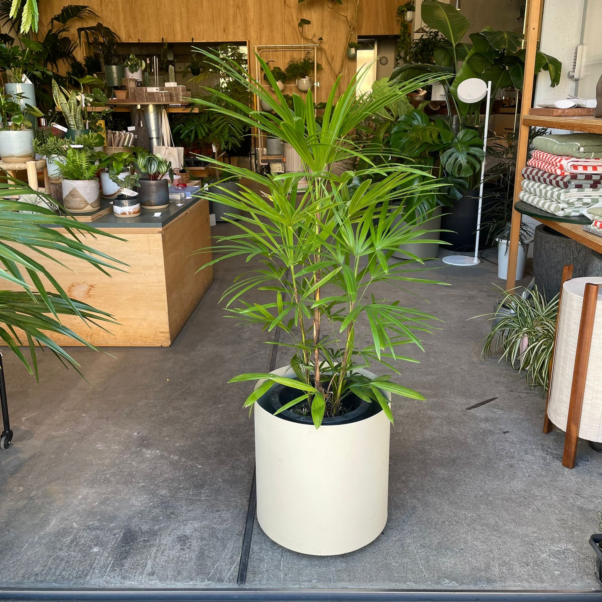 Lady Palm シュロ竹