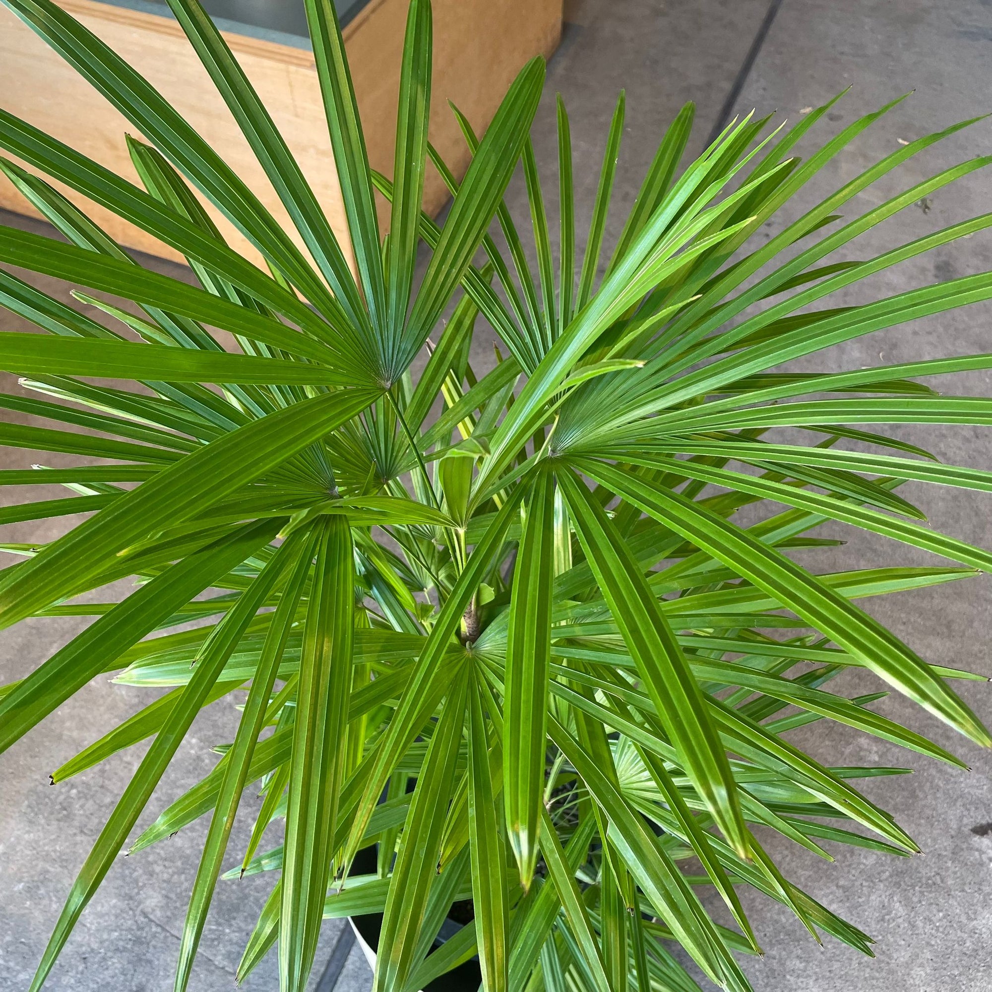 Lady Palm シュロ竹