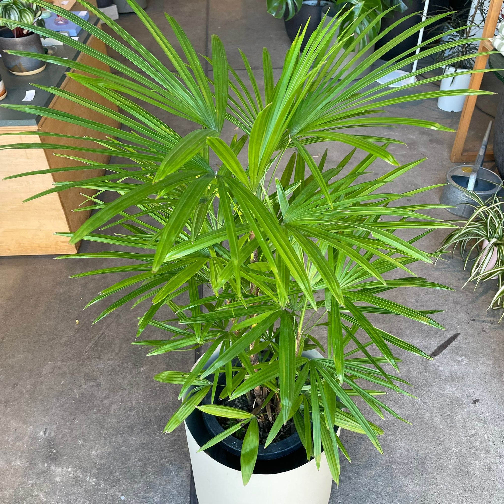 Lady Palm シュロ竹