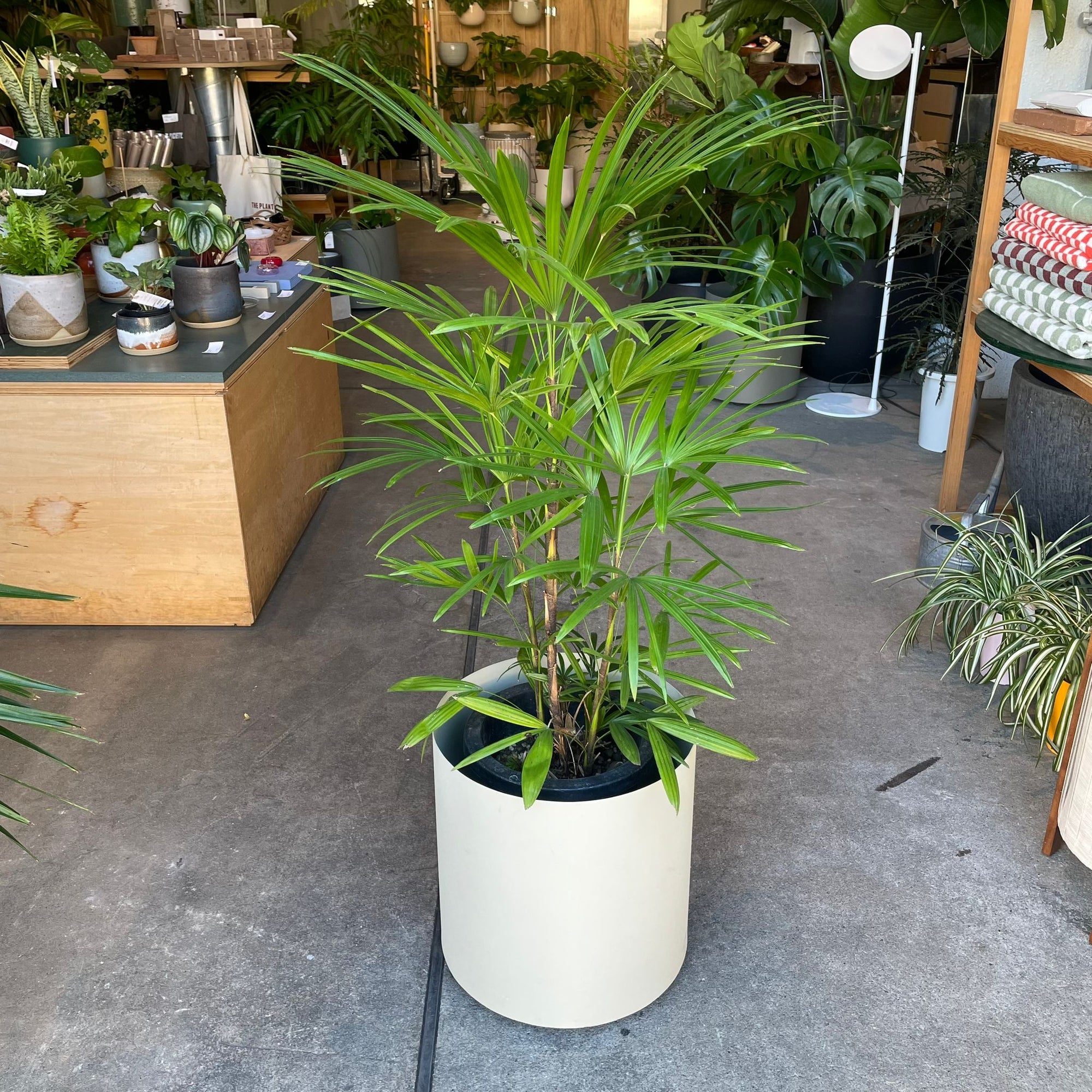 Lady Palm シュロ竹