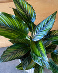 Calathea ‘Ornata’ カラテア オルナータ