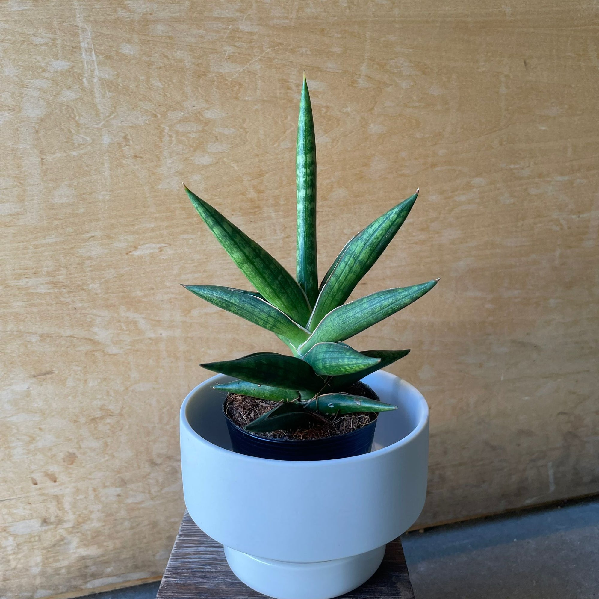 Kenya Hyacinth Snake Plant サンスベリア ケニア