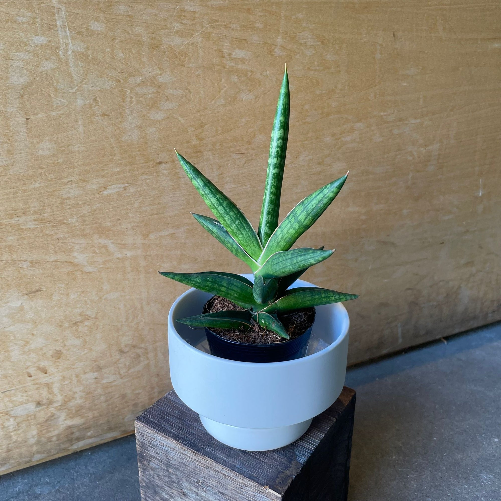 Kenya Hyacinth Snake Plant サンスベリア ケニア