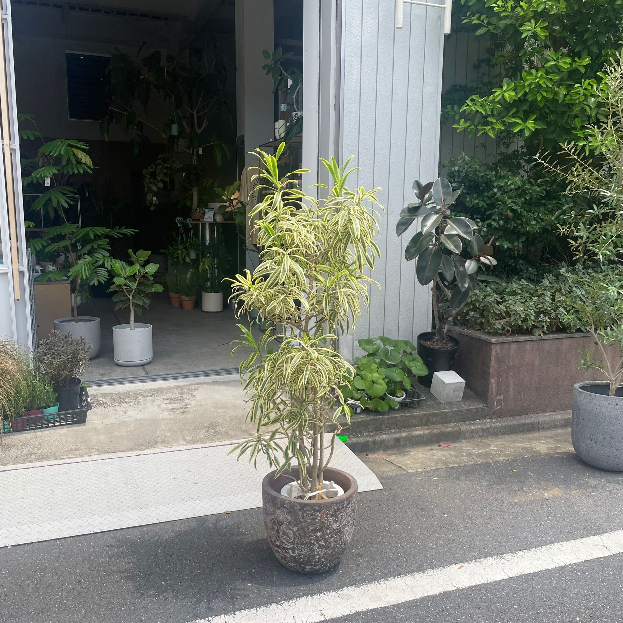 ドラセナ・ソングオブ・インディア | 観葉植物 - 観葉植物・多肉