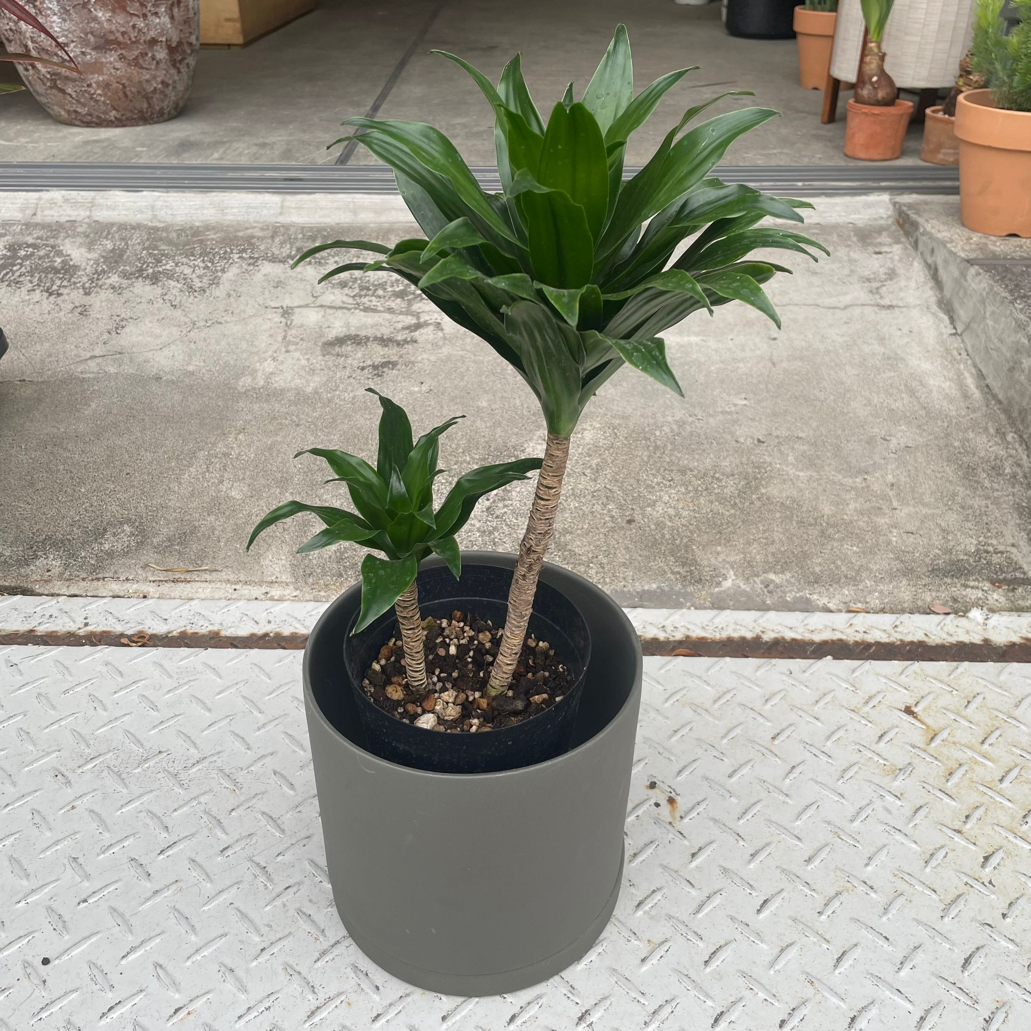 その他観葉植物 hapiAnthurium subsignatum Amazon.co.jp: PLANCHU 観葉植物 アスプレニウム レズリー 4号
