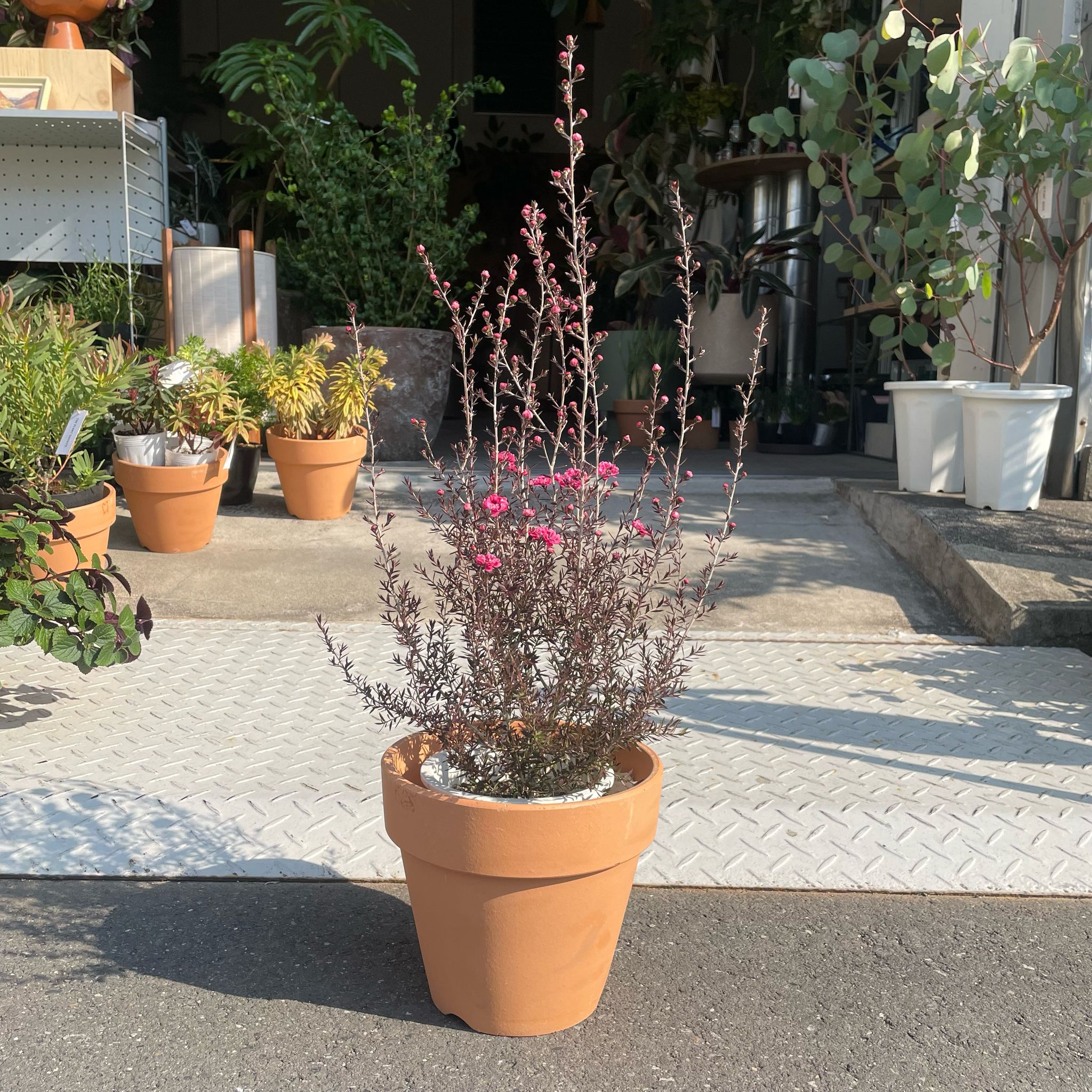 【現品】ピスタチア　９号　オージープランツ　 ３S番 現品】ピスタチア 9号 オージープランツ 3S番 1F|植木入荷のご
