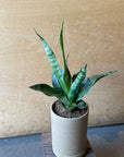 Snake Plant ‘Trifasciata’ サンスベリア トリファシアータ