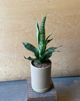 Snake Plant ‘Trifasciata’ サンスベリア トリファシアータ