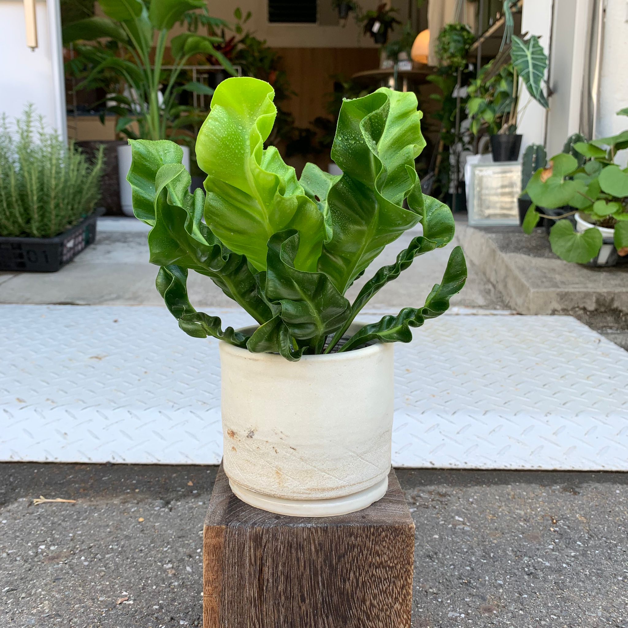 Plants プランツ I 植物インドアプランツ一覧 I プラント