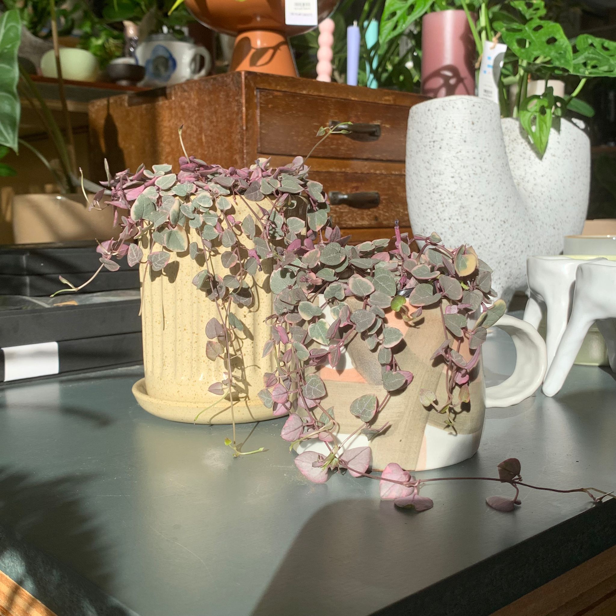 多肉 ハート型プランター Heart vine ハートカズラ I インドアプランツ I プラント