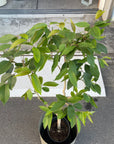 Syzygium cumini アマゾンオリーブ