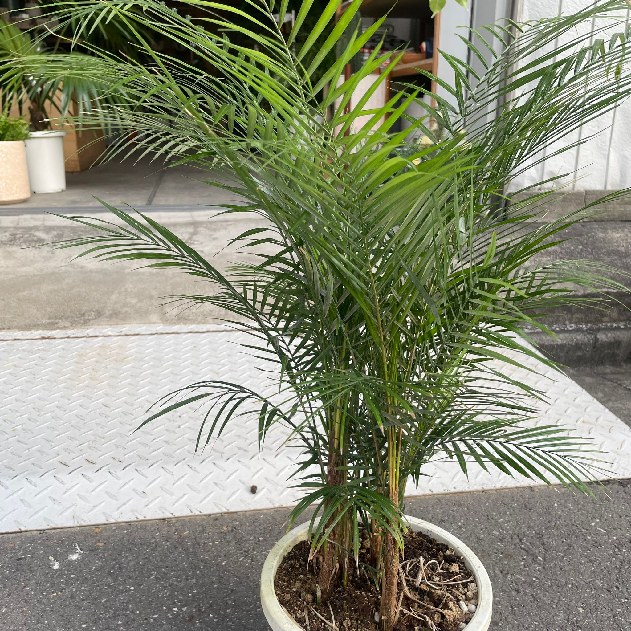 ヒメヤシ I インドアプランツ I プラントソサエティトーキョー
