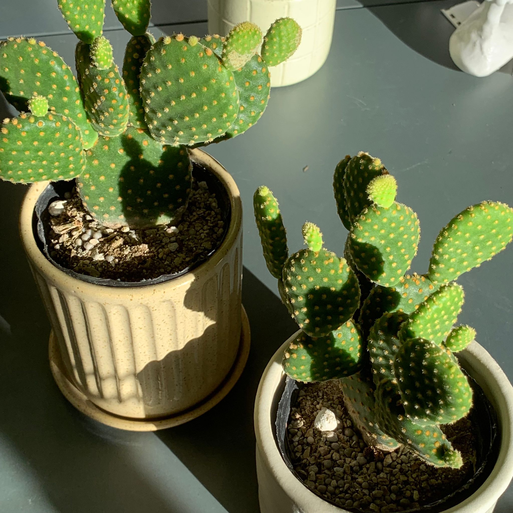 専用ページ　ソックモンキープラスサボテン 専用ページ ソックモンキープラスサボテン Sock Monkey】ぬいぐるみ