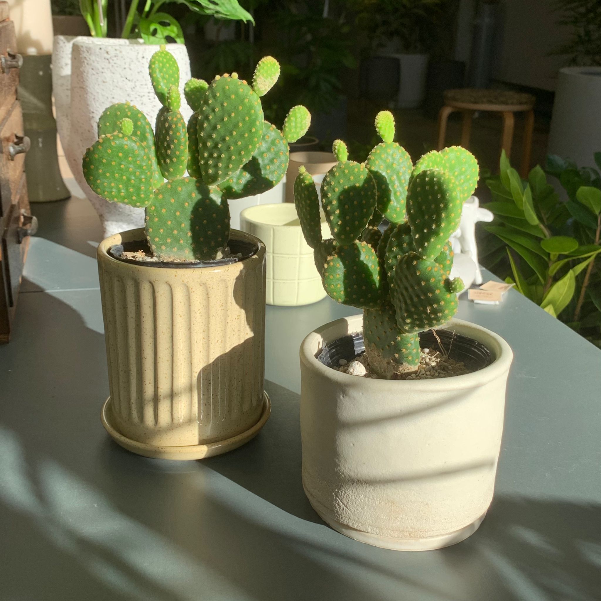 専用ページ　ソックモンキープラスサボテン 専用ページ ソックモンキープラスサボテン Sock Monkey】ぬいぐるみ