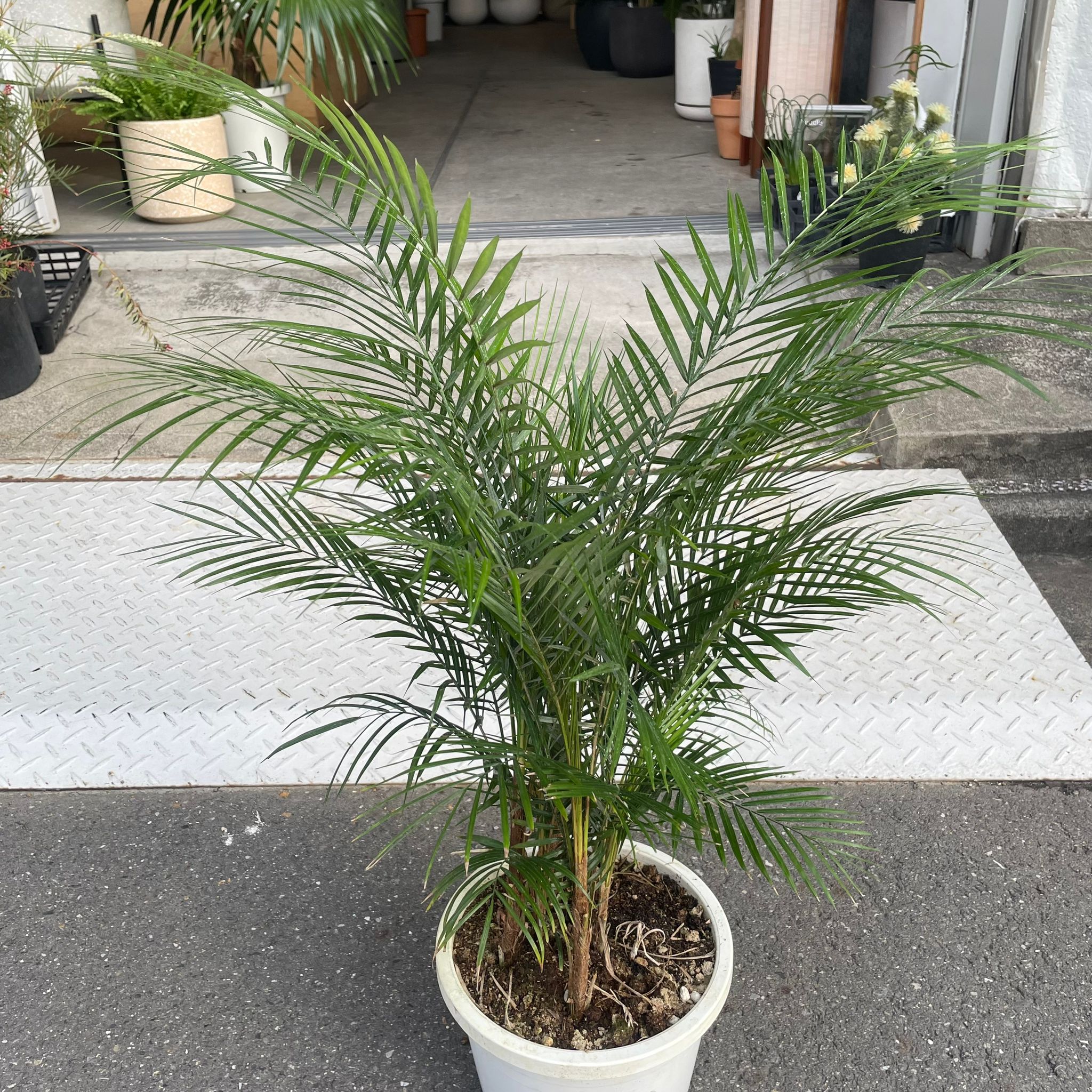 ヒメヤシ I インドアプランツ I プラントソサエティトーキョー