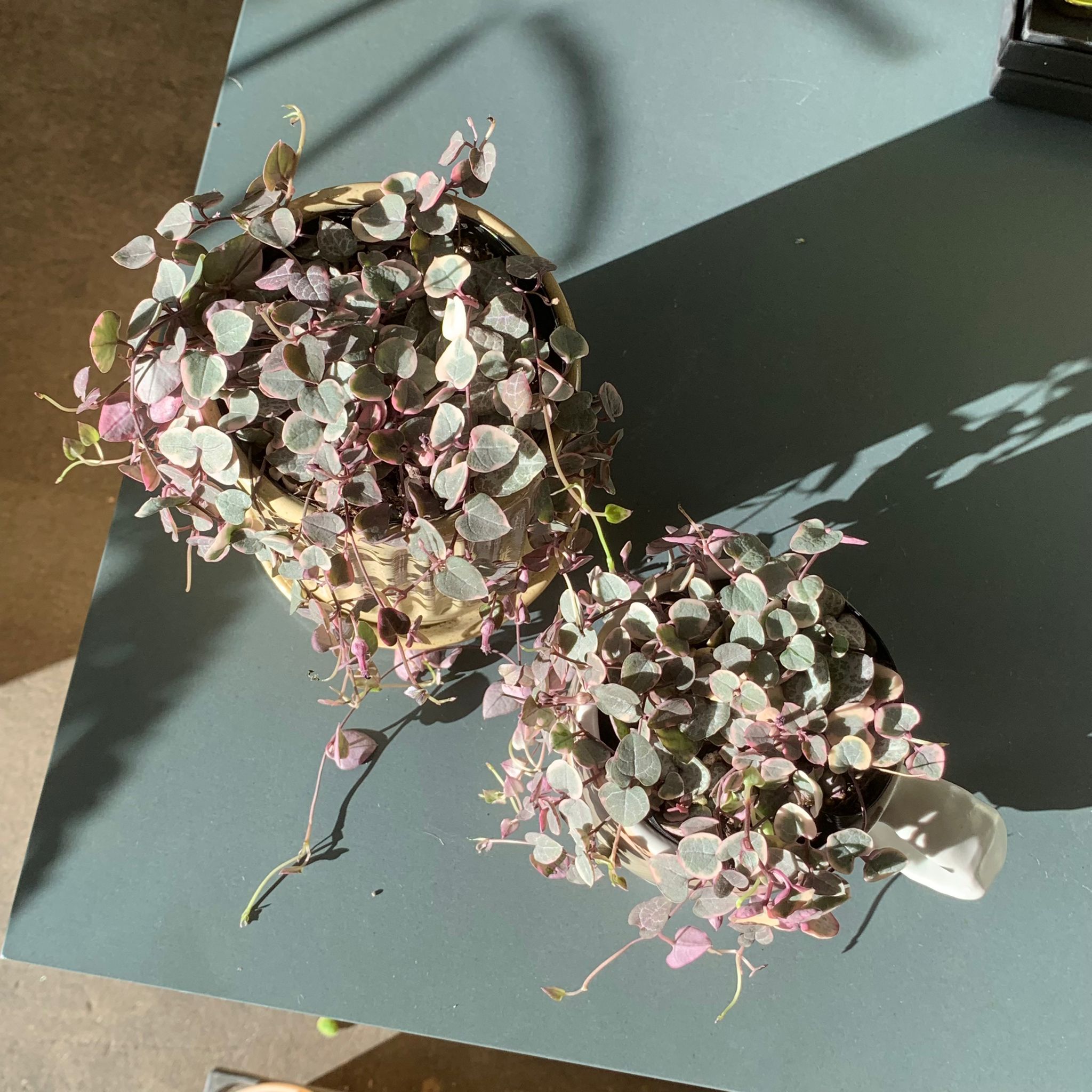 ハートカズラ　6.7.8 Heart vine ハートカズラ I インドアプランツ I プラント