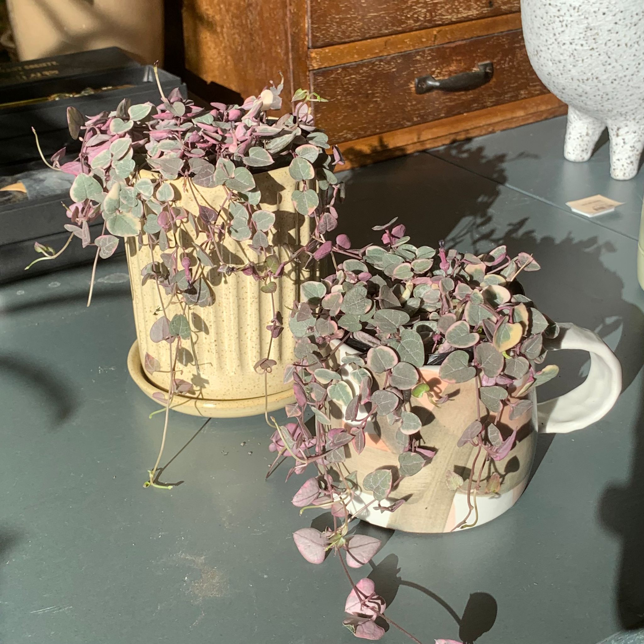 Heart vine ハートカズラ I インドアプランツ I プラントソサエティ